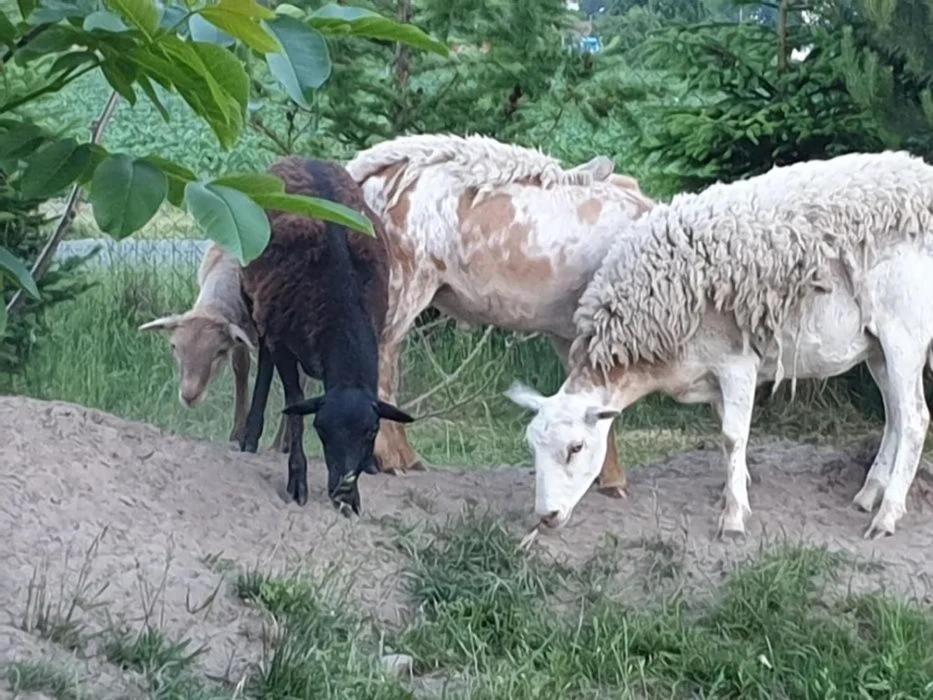 Отель Domek Letniskowy W Zieleni Blisko Jeziora Sredzkiego Сьрода-Велькопольска Экстерьер фото
